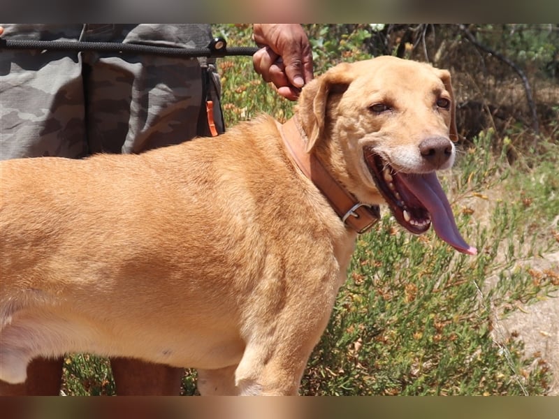 Ted, Mix Labrador-Mix, lieb und verträglich