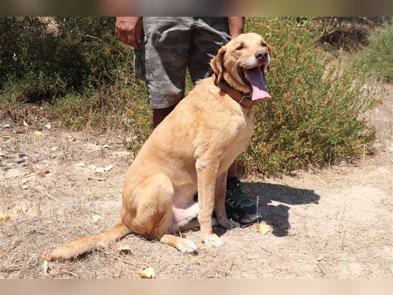 Ted, Mix Labrador-Mix, lieb und verträglich