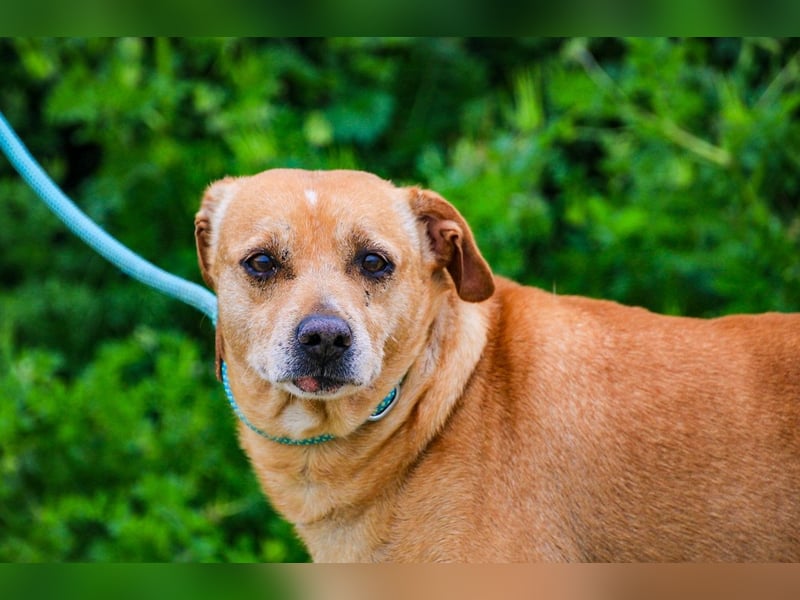 Dinis, Labrador-Mix, lieb und verträglich