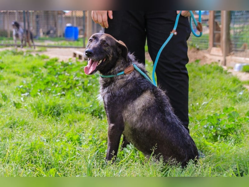 Jazz  - Labrador-Mix, lieb und verträglich
