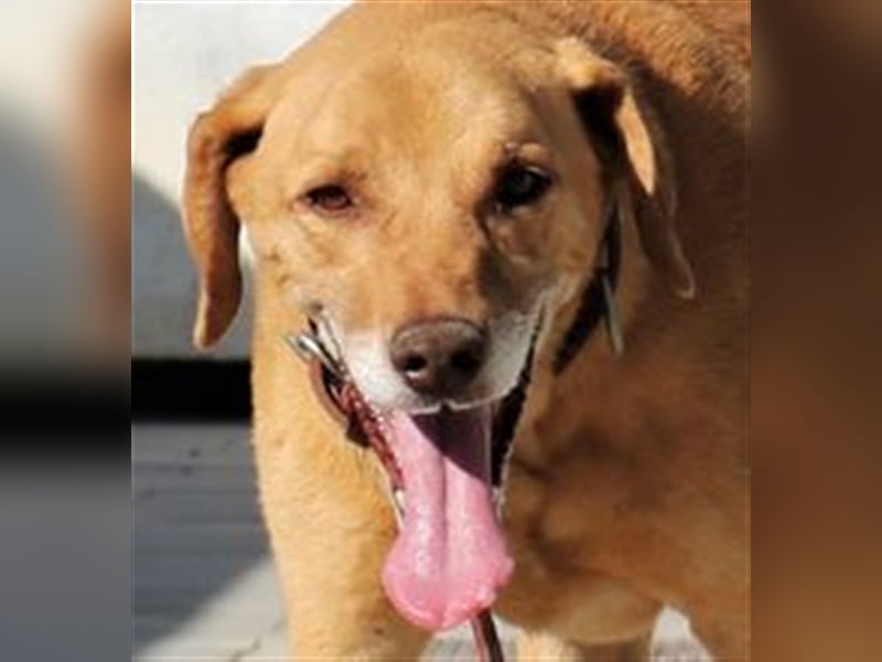 Ted, Mix Labrador-Mix, lieb und verträglich