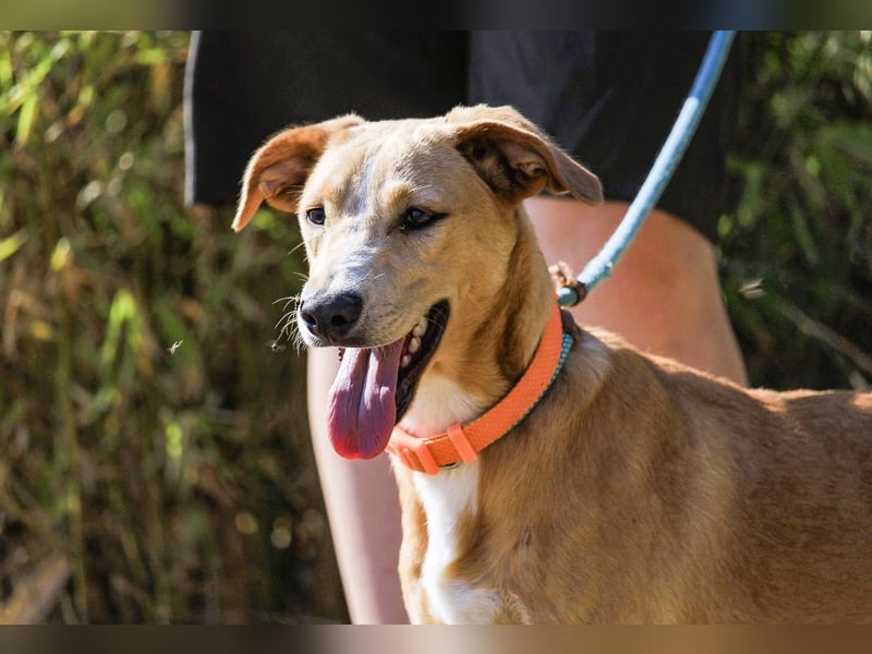 Bonyo, Mix Labrador / Podengo, lieb und sozial