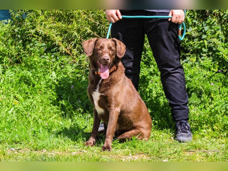 Gaspar, Labrador-Mix, lieb und verträglich