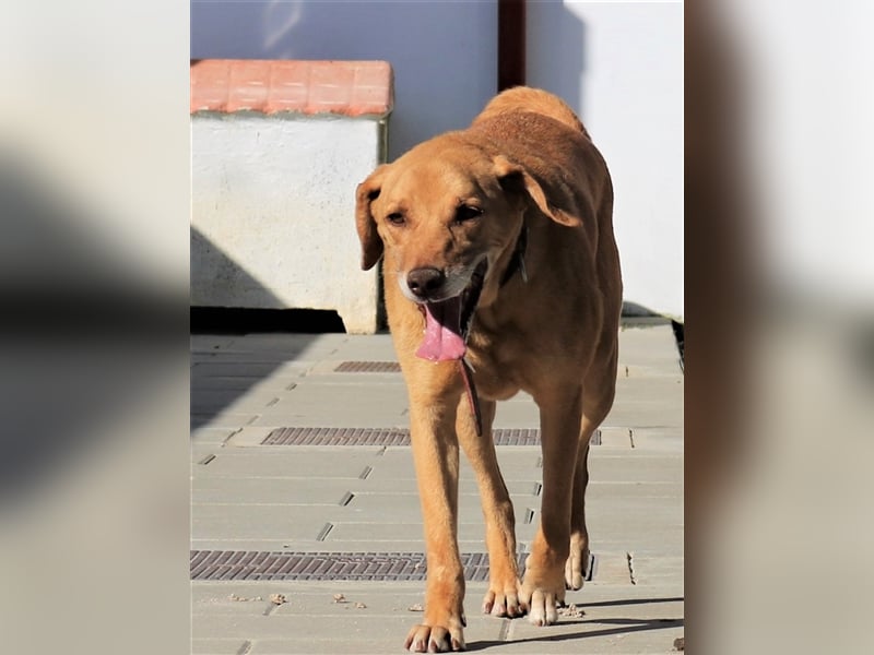 Ted, Mix Labrador-Mix, lieb und verträglich