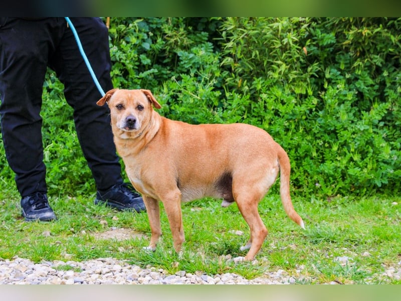 Dinis, Labrador-Mix, lieb und verträglich