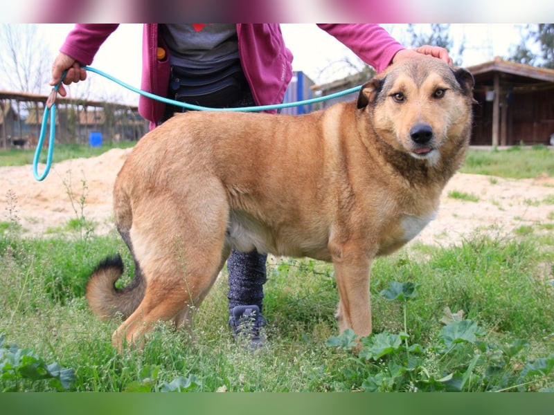 Kaleb, Mix Labrador / Rafeiro Alentejano, lieb und sozial