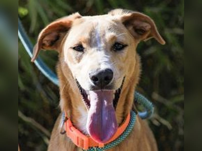 Bonyo, Mix Labrador / Podengo, lieb und sozial
