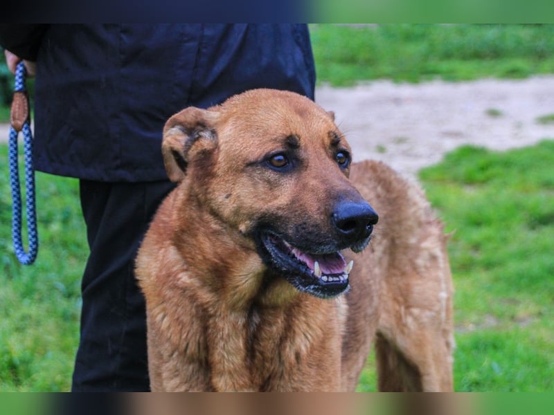 Ruca  - Mix Labrador / Schäferhund, lieb und verträglich