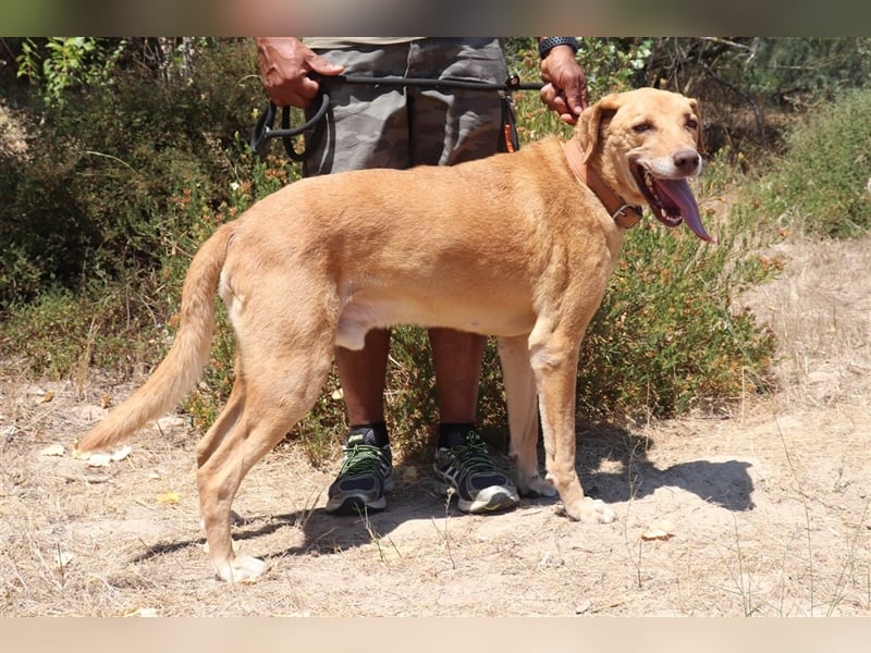 Ted, Mix Labrador-Mix, lieb und verträglich