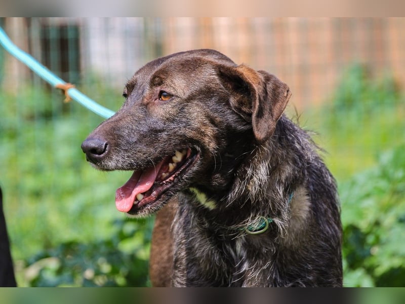 Jazz  - Labrador-Mix, lieb und verträglich