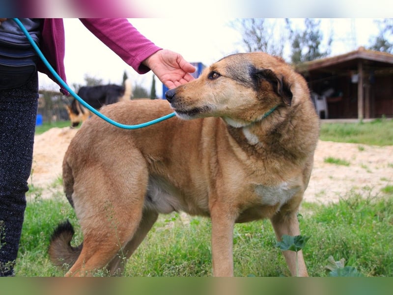 Kaleb, Mix Labrador / Rafeiro Alentejano, lieb und sozial