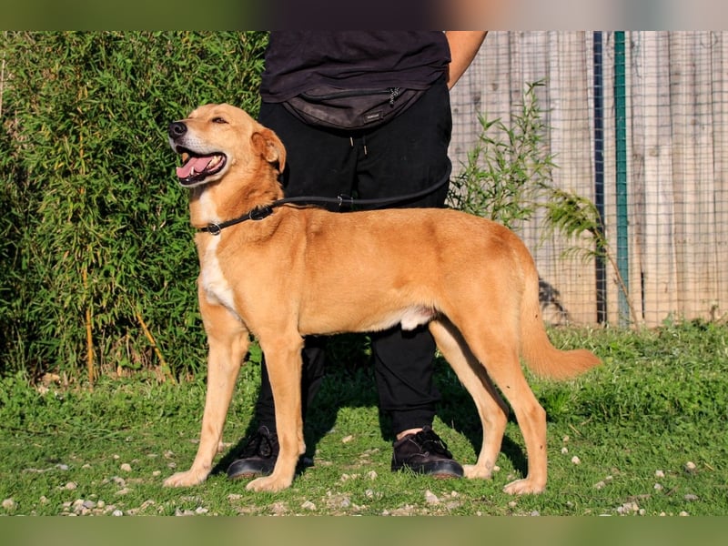 Mr John, Mix Labrador / Rafeiro Alentejano, lieb und verträglich