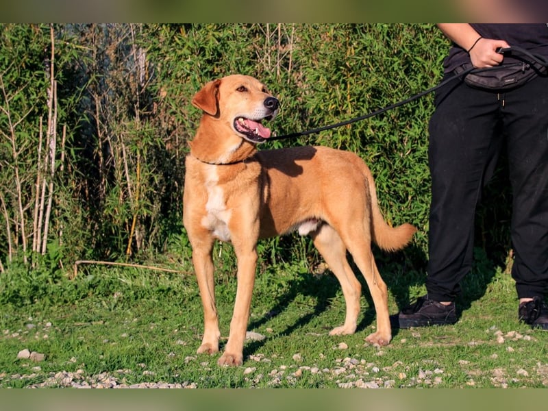 Mr John, Mix Labrador / Rafeiro Alentejano, lieb und verträglich