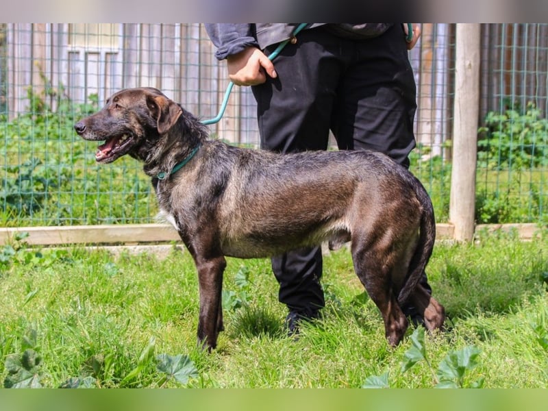 Jazz  - Labrador-Mix, lieb und verträglich