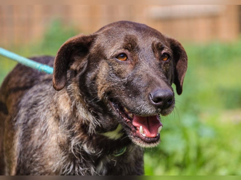 Jazz  - Labrador-Mix, lieb und verträglich