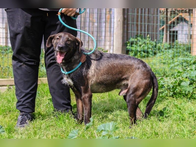 Jazz  - Labrador-Mix, lieb und verträglich