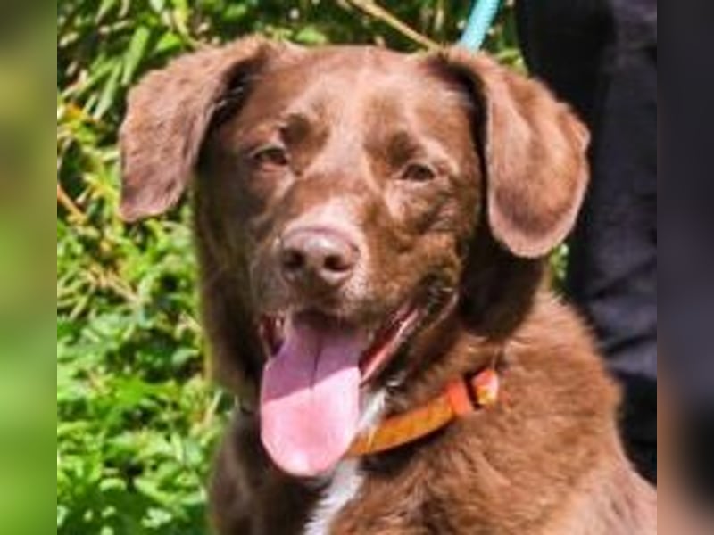 Gaspar, Labrador-Mix, lieb und verträglich