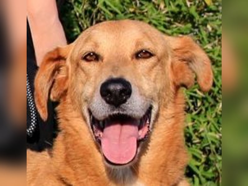 Mr John, Mix Labrador / Rafeiro Alentejano, lieb und verträglich