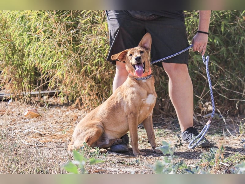 Badou, Mix Labrador / Schäferhund, lieb und sozial