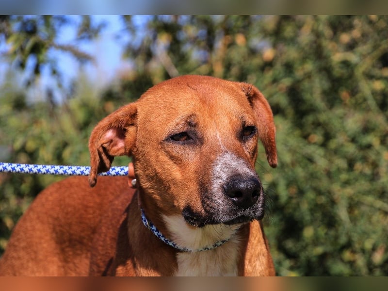 Arthur, Mix Labrador / Podengo