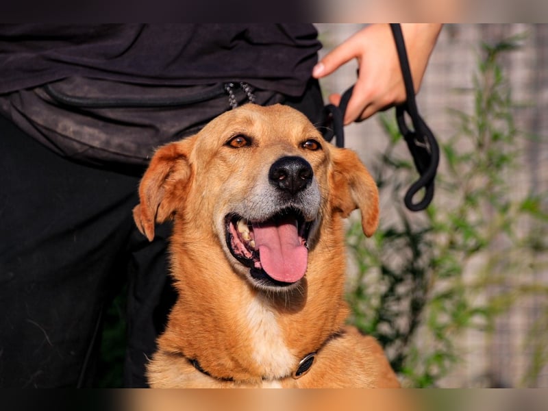 Mr John, Mix Labrador / Rafeiro Alentejano, lieb und verträglich