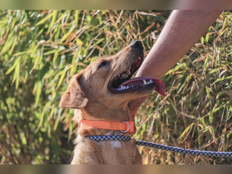 Badou, Mix Labrador / Schäferhund, lieb und sozial