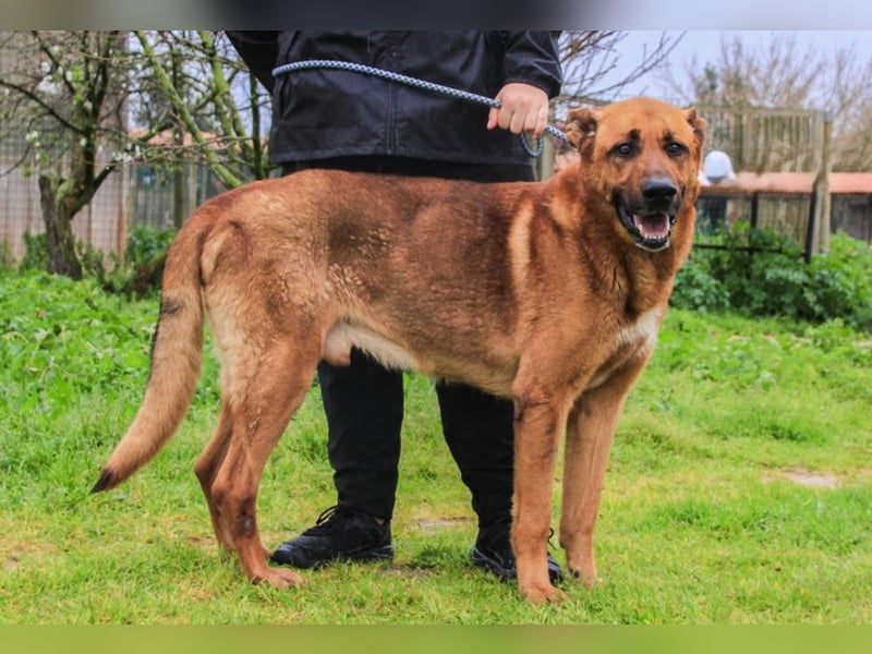 Ruca  - Mix Labrador / Schäferhund, lieb und verträglich