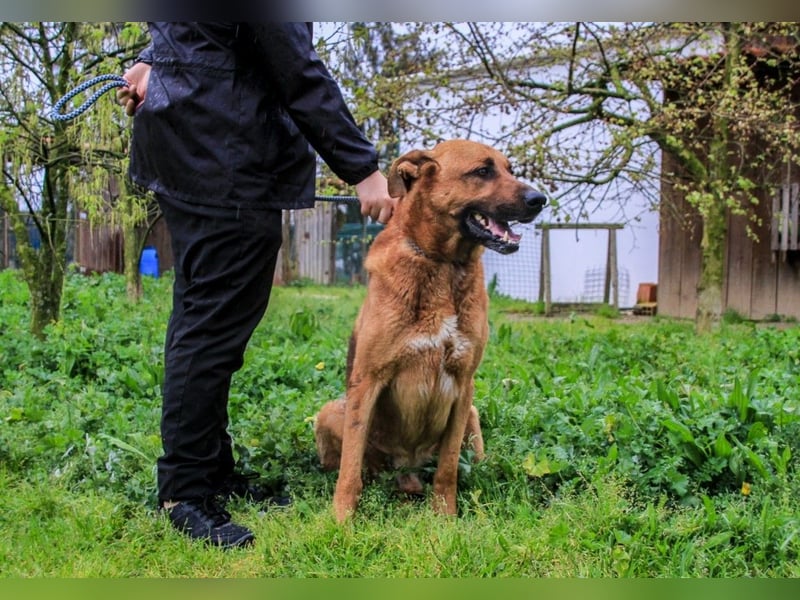 Ruca  - Mix Labrador / Schäferhund, lieb und verträglich