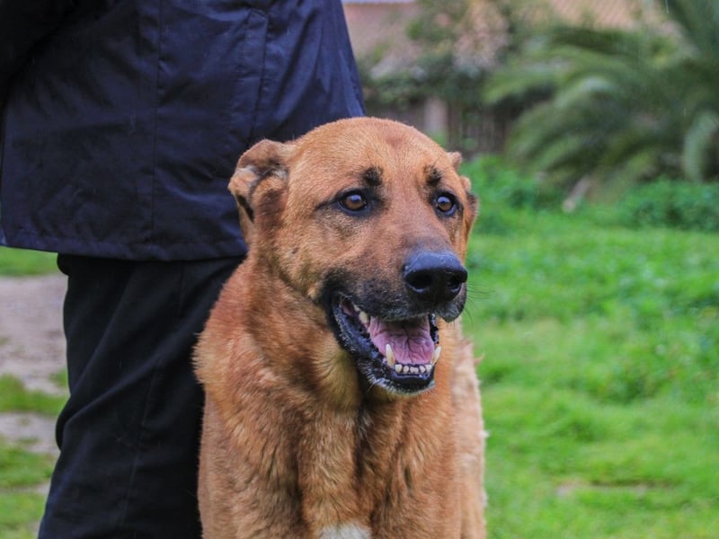 Ruca  - Mix Labrador / Schäferhund, lieb und verträglich