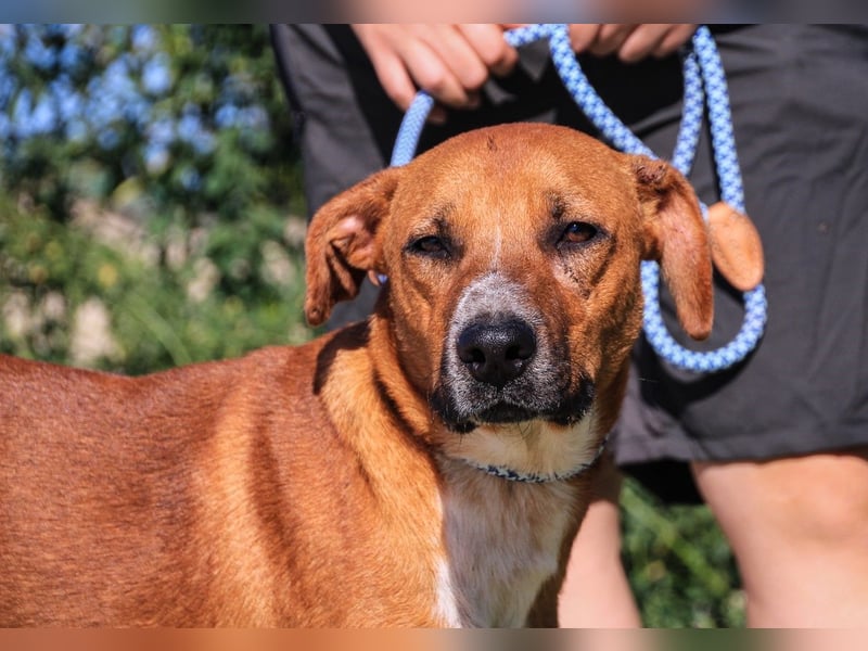 Arthur, Mix Labrador / Podengo