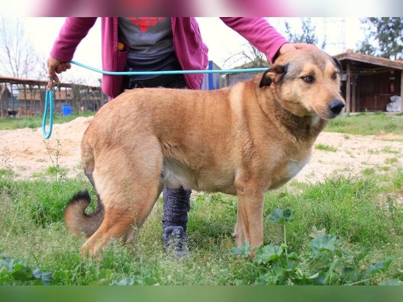 Kaleb, Mix Labrador / Rafeiro Alentejano, lieb und sozial