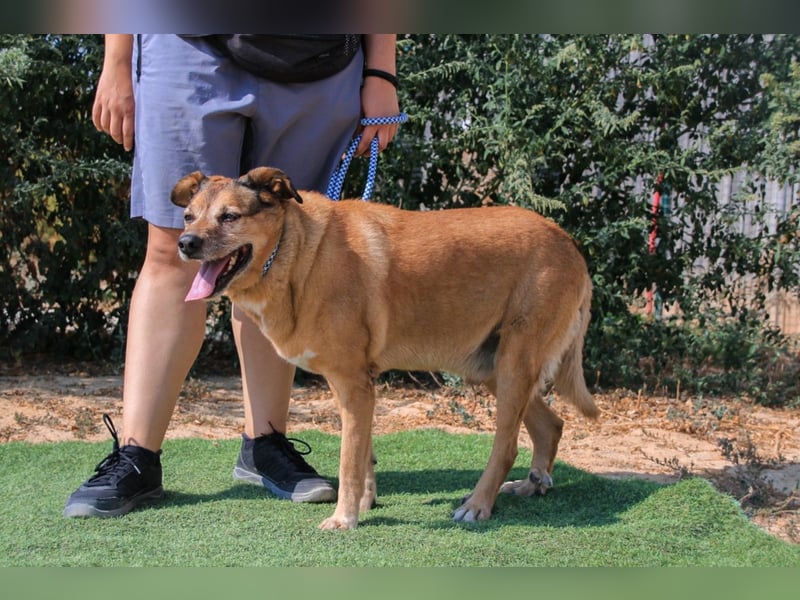 Rogerio, Labrador-Mix, lieb und verträglich