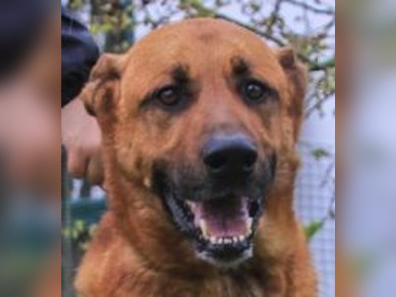 Ruca  - Mix Labrador / Schäferhund, lieb und verträglich