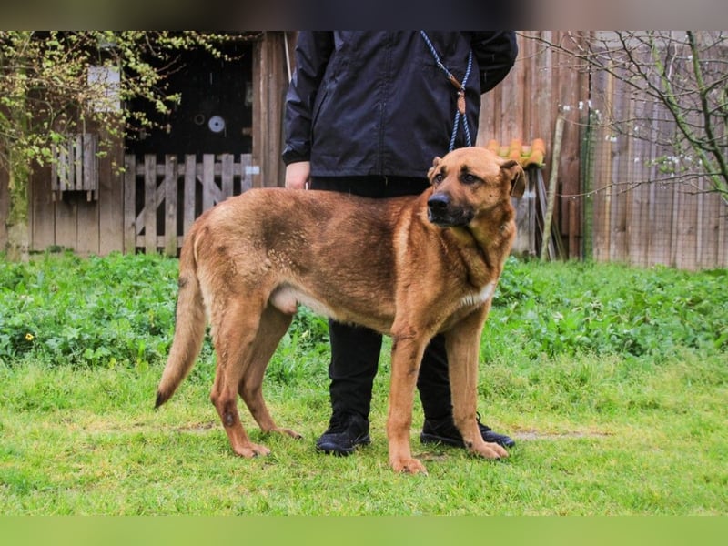 Ruca  - Mix Labrador / Schäferhund, lieb und verträglich
