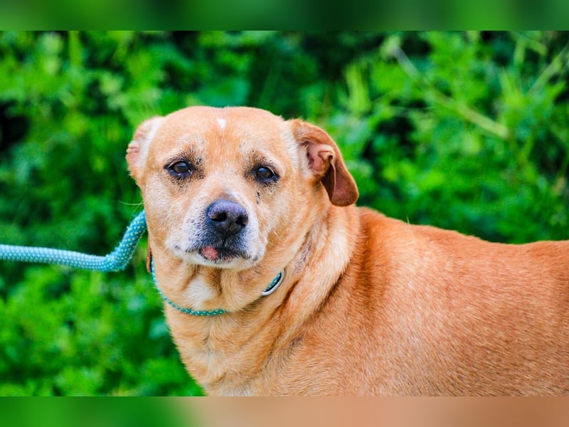 Dinis, Labrador-Mix, lieb und verträglich