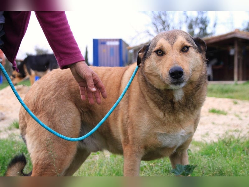 Kaleb, Mix Labrador / Rafeiro Alentejano, lieb und sozial