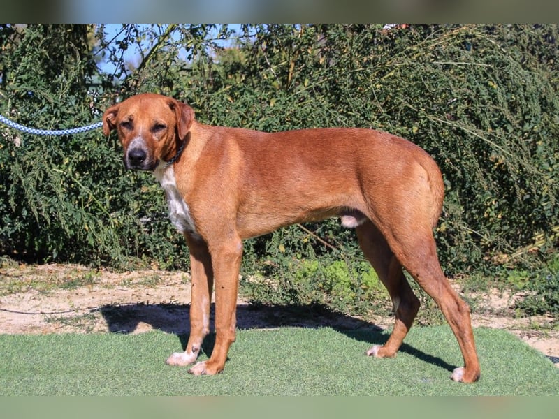 Arthur, Mix Labrador / Podengo