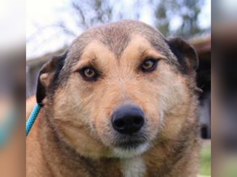 Kaleb, Mix Labrador / Rafeiro Alentejano, lieb und sozial