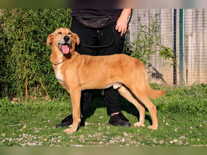 Mr John, Mix Labrador / Rafeiro Alentejano, lieb und verträglich