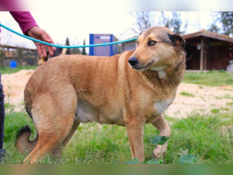 Kaleb, Mix Labrador / Rafeiro Alentejano, lieb und sozial