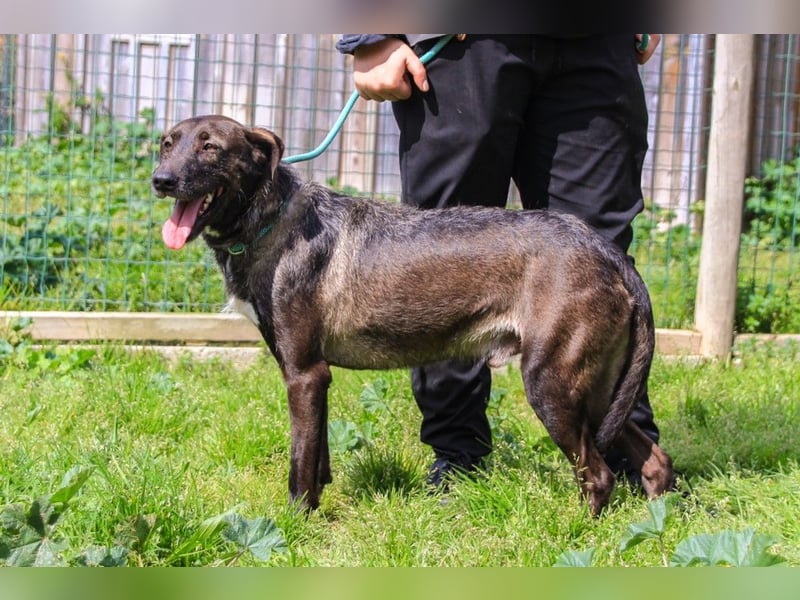 Jazz  - Labrador-Mix, lieb und verträglich