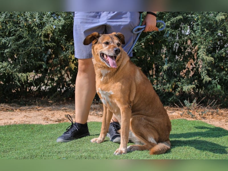 Rogerio, Labrador-Mix, lieb und verträglich