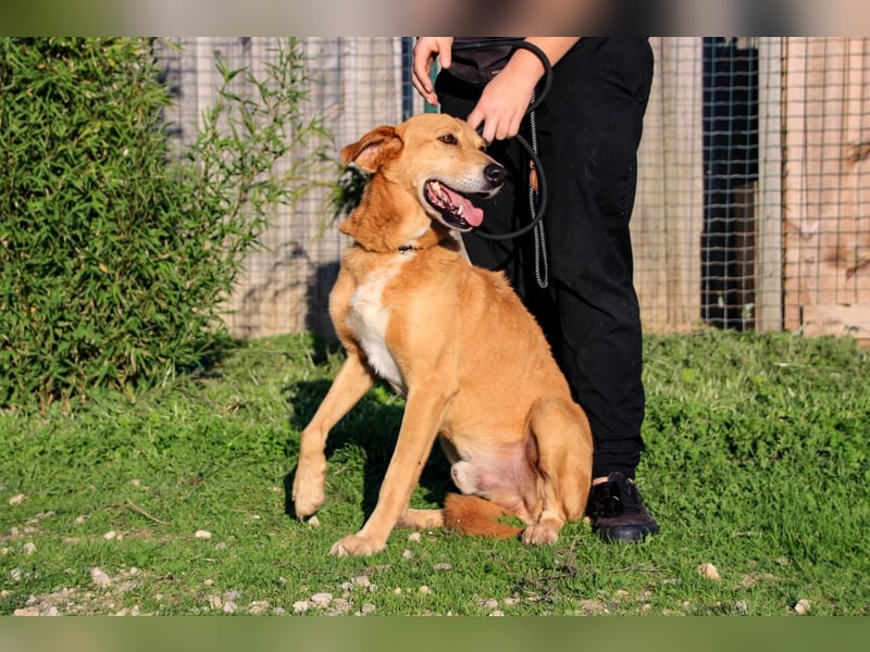 Mr John, Mix Labrador / Rafeiro Alentejano, lieb und verträglich