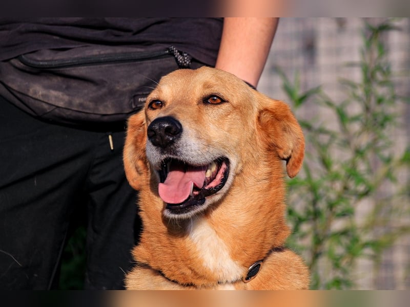 Mr John, Mix Labrador / Rafeiro Alentejano, lieb und verträglich