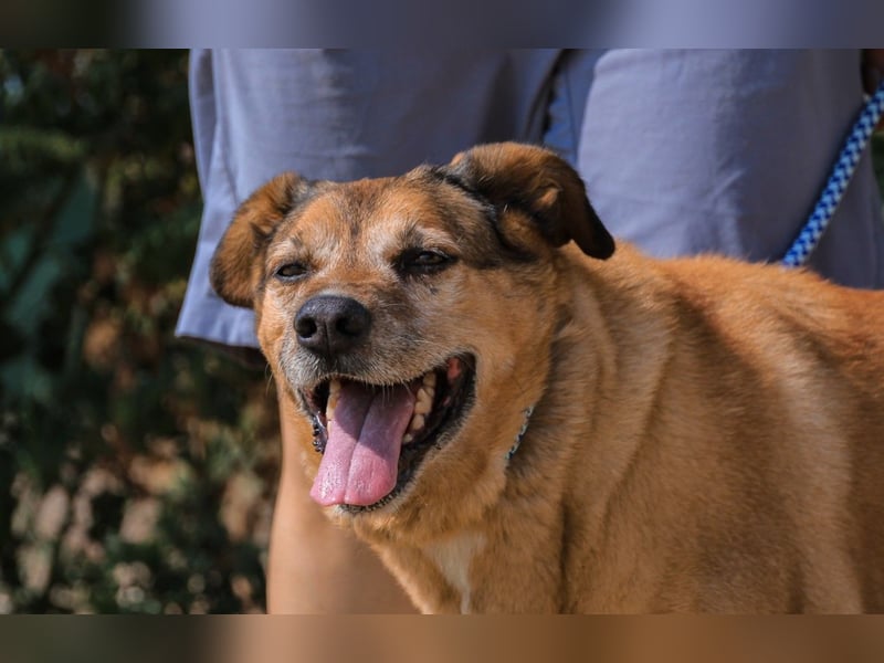 Rogerio, Labrador-Mix, lieb und verträglich