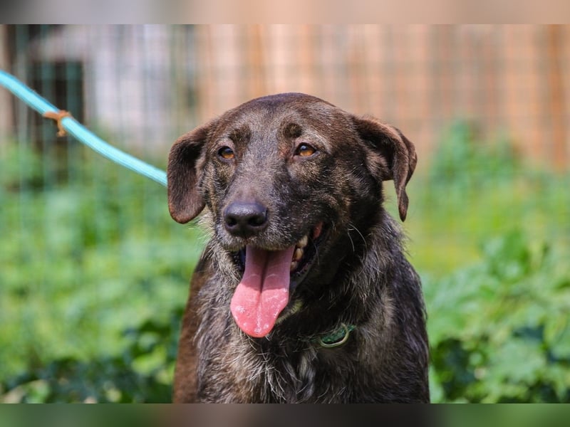 Jazz  - Labrador-Mix, lieb und verträglich