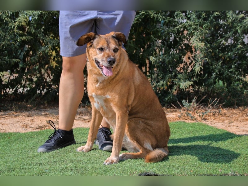 Rogerio, Labrador-Mix, lieb und verträglich