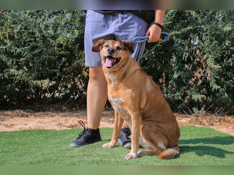 Rogerio, Labrador-Mix, lieb und verträglich