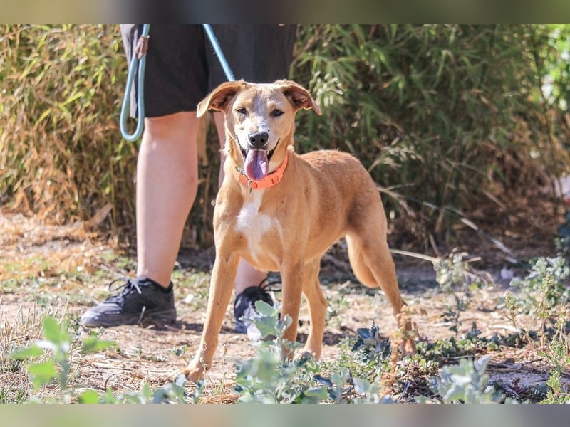 Bonyo, Mix Labrador / Podengo, lieb und sozial