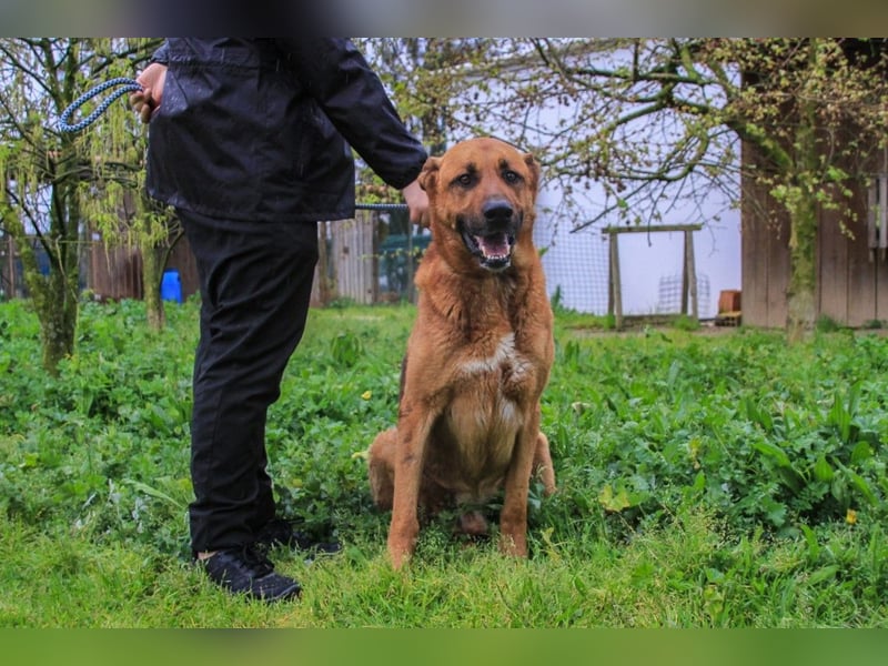 Ruca  - Mix Labrador / Schäferhund, lieb und verträglich